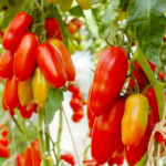 O1CN012yZsgo2JkjaQ9qy8X__2213216199460_jpg_q50_jpg