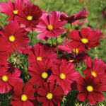 O1CN01pg7BbX2JkjaxMURsL__2213216199460_jpg_q50_jpg