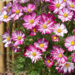 Peppermint Candy Cosmos Seeds