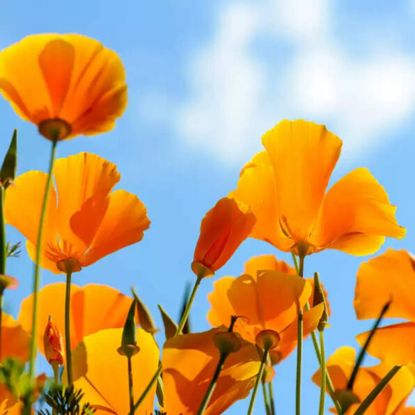 'Yukon Gold' Poppy Seeds