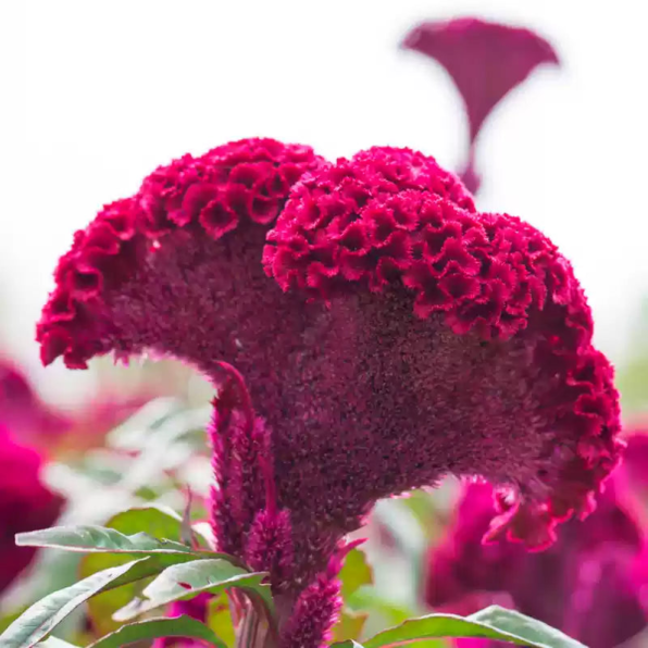 Dracula Celosia Seeds