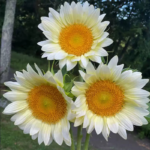 O1CN01kyG3As2JkjltfBxyA__2213216199460_jpg_q50_jpg