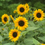 O1CN01ynCKl72JkjlaVEaIX__2213216199460_jpg_q50_jpg