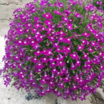 O1CN01pnv0EZ1u7voB2Opmz__0-rate_jpg_960x960_jpg