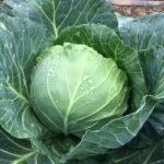 Stonehead Hybrid Cabbage Seeds