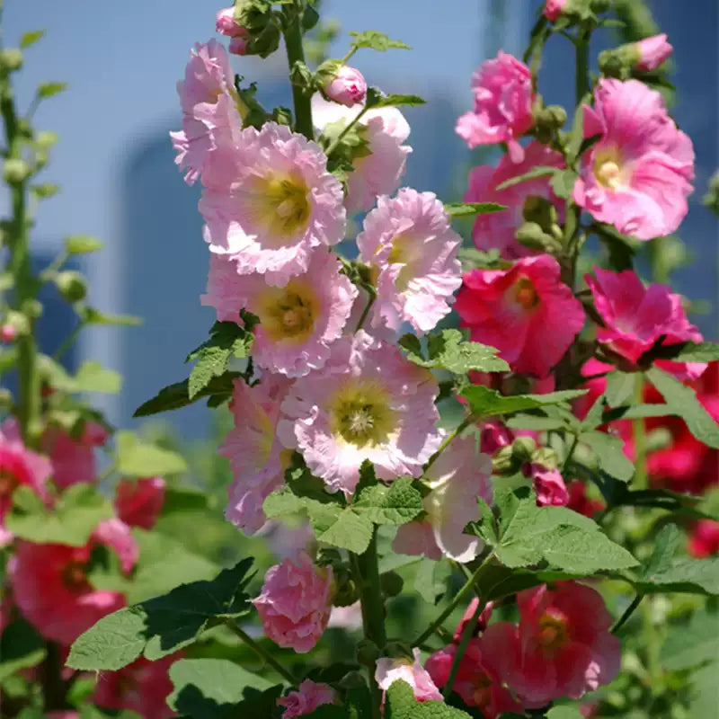 O1CN01JfnY9Q1h4BF9IFdEF__4235684223_jpg_q50_jpg