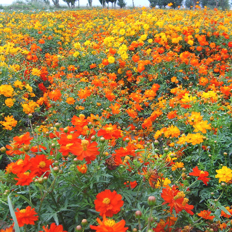 O1CN01Jwa69P2BdOQ2ktYJu__2044468361-0-cib