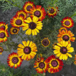 O1CN015Yv2TD2JkjaN5kC4c__2213216199460