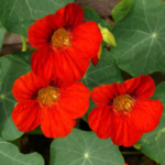 O1CN01gxONvM2JkjlhTaVKb__2213216199460_jpg_q50_jpg