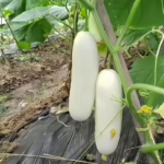 White Wonder Cucumber Seeds