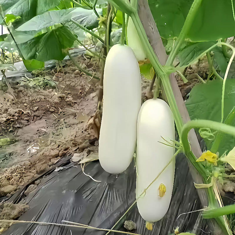 O1CN01K9Lffp26IG8P16bsC__4252627638_jpg_q50_jpg