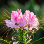 cleome-mixed-colors-1