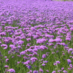 10178914952_500142703