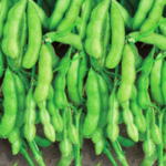 Midori Giant Bush Edamame Soybean Seeds