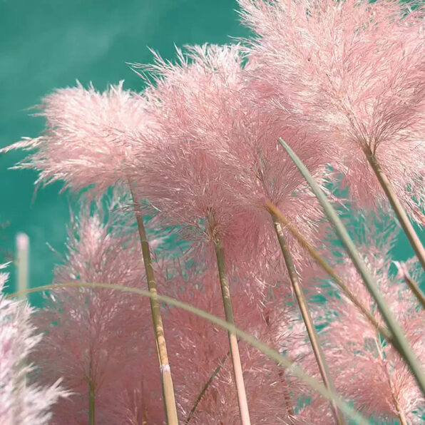 Cortaderia 'Rosea' Pink Pampas Grass Seed