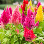 O1CN01BuDhvm2JkjlZSM9cE__2213216199460_jpg_q50_jpg