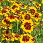 O1CN01VnEwsV2BdO9cPZR6Y__2044468361-0-cib