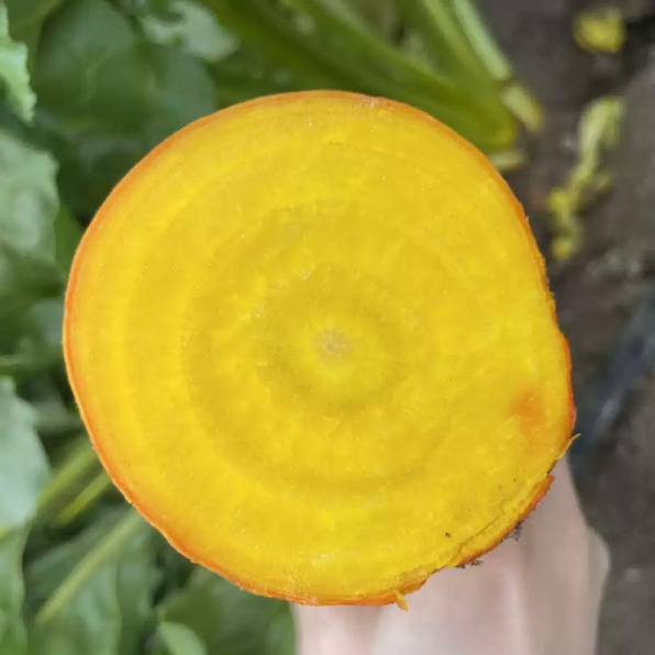 Detroit Golden Heirloom Beet Seeds