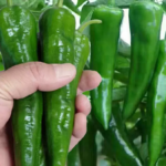 O1CN01i1lqFN24v4PJFfcDK__3096967452_jpg_q50_jpg