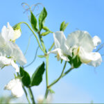 sweet-pea-royal-white-mac-1