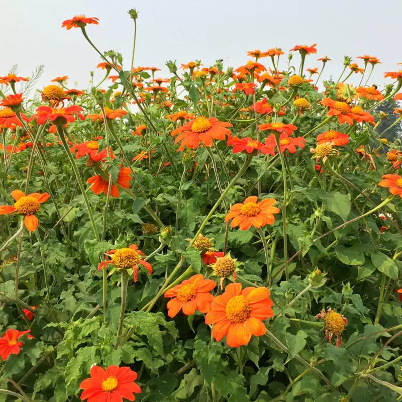 O1CN01L6sPSw2Jkjlg3fOdp__2213216199460_jpg_q50_jpg