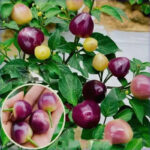 O1CN01LGqruv1znDXGpBDU0__2214131386758_jpg_q50_jpg