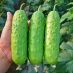 Homemade Pickles Cucumber Seeds