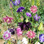 Double Mix Columbine Seeds