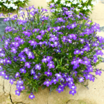 13086271351_500142703