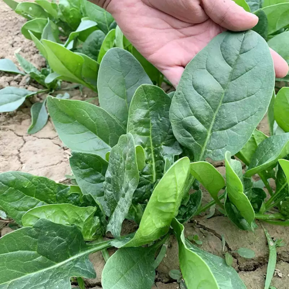 Space F1 Organic Spinach Seeds
