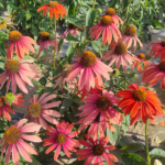 Cheyenne Spirit Coneflower Seeds