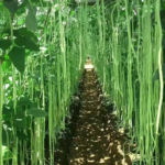 O1CN012g4sOx29cMKPLJci9__0-item_pic_jpg_q50_jpg