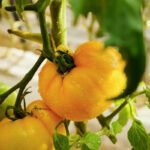 O1CN01Umbftl1aArezIJ7gm__2207726123290_jpg_q50_jpg