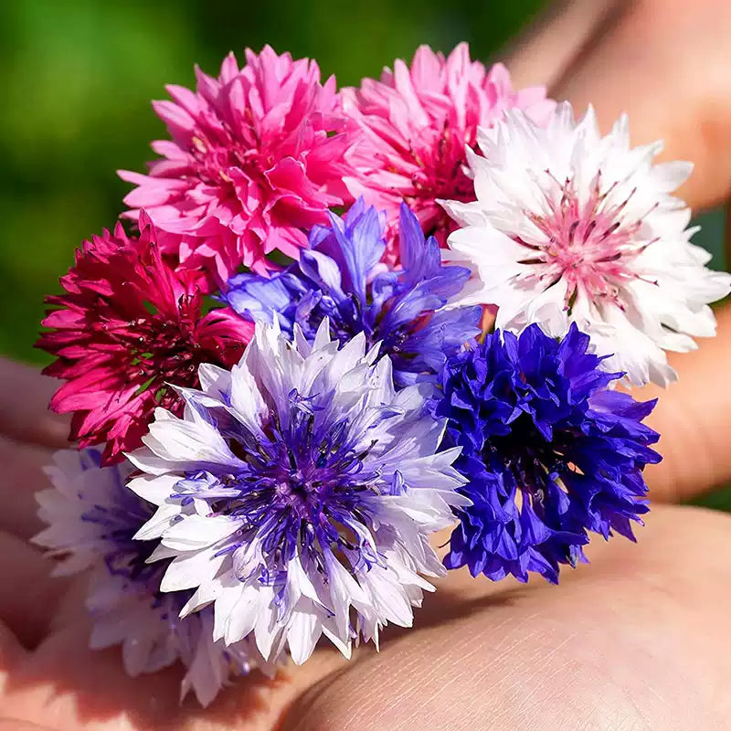 O1CN01MABEVS2JkjlbYCBqD__2213216199460_jpg_q50_jpg