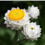 O1CN01VOp1UJ2BdOG0ZqA3L__2044468361-0-cib