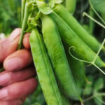 O1CN01dAPHoQ1ICY8cNynhu__0-item_pic.jpg_q50.jpg__1