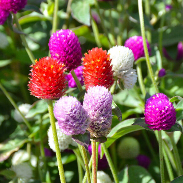Las Vegas Mix Gomphrena Seeds