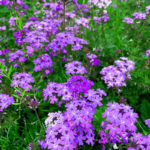 O1CN01mYfvmV2JkjgPvgtX9__2213216199460_jpg_q50_jpg