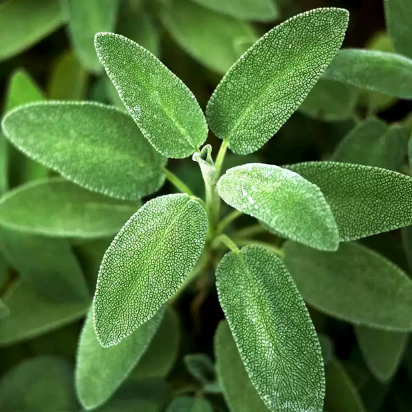 Organic Sage Seeds