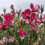 O1CN01Mo6Fwb2BdOHl9utDG__2044468361-0-cib_1