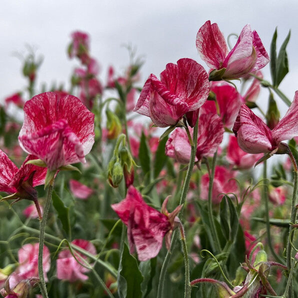 Streamers Chocolate Sweet Pea Seed