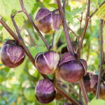 O1CN01CJXqxQ2JkjbG33viB__2213216199460