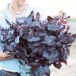 O1CN01DhOcTI2JkjlbeMF4F__2213216199460_jpg_q50_jpg