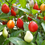 Sweet Pickle Pepper Seeds