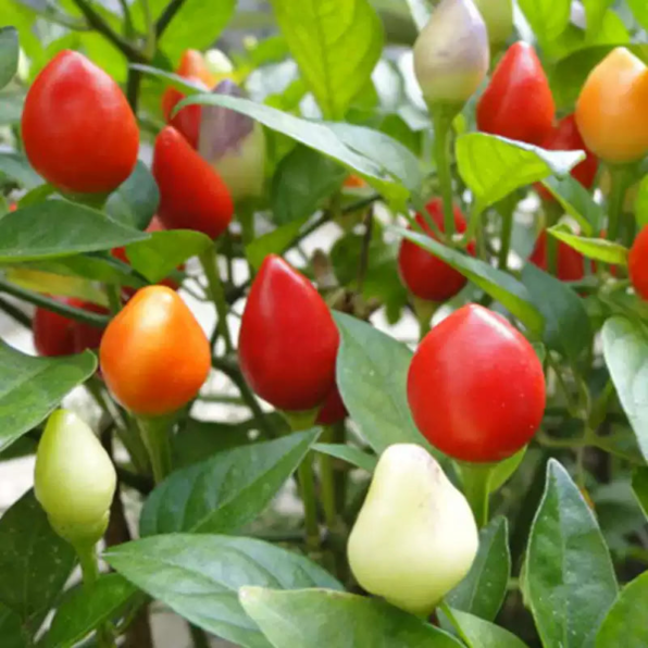 Sweet Pickle Pepper Seeds