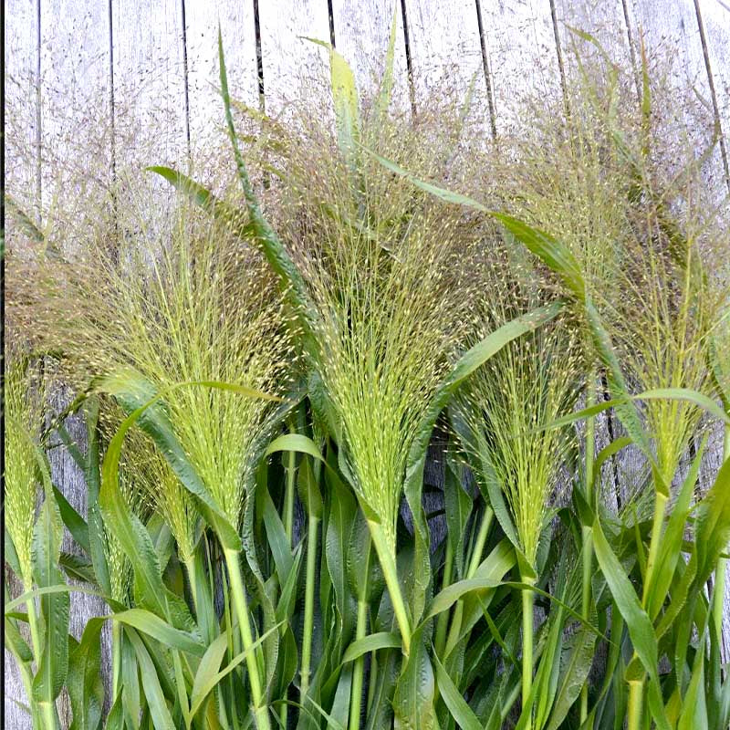 O1CN01NieLRH2Jkjm0bS4ks__2213216199460