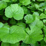 Eutrema Wasabi Seeds