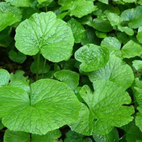 Eutrema Wasabi Seeds