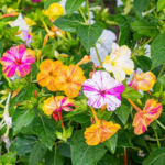 O1CN01QU1g3p2JkjlcKI6tH__2213216199460_jpg_q50_jpg