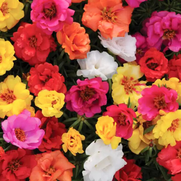 Sundial Mix Hybrid Moss Rose Seeds